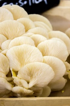 wild mushrooms east cork