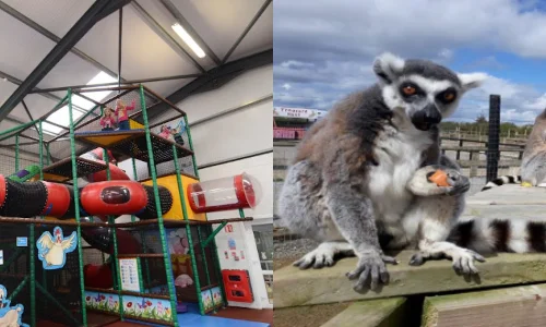 ardmore open farm and mini zoo